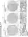 Fig. 217 - ANTI-VARIABLE MUC1* ANTIBODIES AND USES THEREOF