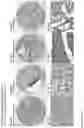 Fig. 221 - ANTI-VARIABLE MUC1* ANTIBODIES AND USES THEREOF