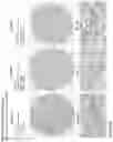 Fig. 225 - ANTI-VARIABLE MUC1* ANTIBODIES AND USES THEREOF