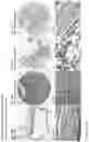 Fig. 229 - ANTI-VARIABLE MUC1* ANTIBODIES AND USES THEREOF