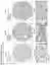 Fig. 231 - ANTI-VARIABLE MUC1* ANTIBODIES AND USES THEREOF