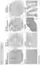 Fig. 233 - ANTI-VARIABLE MUC1* ANTIBODIES AND USES THEREOF