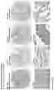 Fig. 239 - ANTI-VARIABLE MUC1* ANTIBODIES AND USES THEREOF