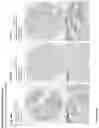 Fig. 243 - ANTI-VARIABLE MUC1* ANTIBODIES AND USES THEREOF