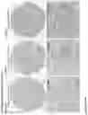 Fig. 246 - ANTI-VARIABLE MUC1* ANTIBODIES AND USES THEREOF