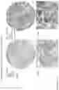 Fig. 38 - ANTI-VARIABLE MUC1* ANTIBODIES AND USES THEREOF
