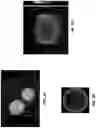 Fig. 04 - AUGMENTATION OF T-CELL ACTIVATION BY OSCILLATORY FORCES AND ENGINEERED ANTIGEN-PRESENTING CELLS