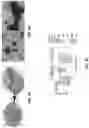 Fig. 06 - AUGMENTATION OF T-CELL ACTIVATION BY OSCILLATORY FORCES AND ENGINEERED ANTIGEN-PRESENTING CELLS