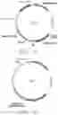 Fig. 02 - Genetically Engineered Cells and Uses Thereof