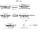 Fig. 08 - S309 chimeric antigen receptors and methods of use