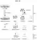 Fig. 12 - S309 chimeric antigen receptors and methods of use