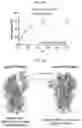 Fig. 15 - S309 chimeric antigen receptors and methods of use