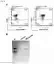 Fig. 04 - METHOD FOR PRODUCING CAR GENE-INTRODUCED NK CELLS AND USE THEREOF