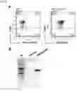 Fig. 05 - METHOD FOR PRODUCING CAR GENE-INTRODUCED NK CELLS AND USE THEREOF