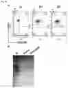 Fig. 06 - METHOD FOR PRODUCING CAR GENE-INTRODUCED NK CELLS AND USE THEREOF