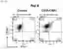Fig. 12 - METHOD FOR PRODUCING CAR GENE-INTRODUCED NK CELLS AND USE THEREOF
