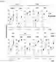 Fig. 17 - METHOD FOR PRODUCING CAR GENE-INTRODUCED NK CELLS AND USE THEREOF