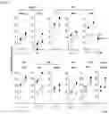 Fig. 18 - METHOD FOR PRODUCING CAR GENE-INTRODUCED NK CELLS AND USE THEREOF