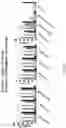 Fig. 23 - Compositions and Methods Comprising a High Affinity Chimeric Antigen Receptor (CAR) with Cross-Reactivity to Clinically-Relevant EGFR Mutated Proteins