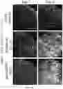 Fig. 26 - Compositions and Methods Comprising a High Affinity Chimeric Antigen Receptor (CAR) with Cross-Reactivity to Clinically-Relevant EGFR Mutated Proteins