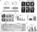 Fig. 01 - USE OF MESENCHYMAL STEM CELLS IN PREPARATION OF FORMULATION FOR PROMOTING FAT TRANSPLANTATION