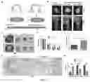 Fig. 02 - USE OF MESENCHYMAL STEM CELLS IN PREPARATION OF FORMULATION FOR PROMOTING FAT TRANSPLANTATION