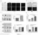 Fig. 03 - USE OF MESENCHYMAL STEM CELLS IN PREPARATION OF FORMULATION FOR PROMOTING FAT TRANSPLANTATION