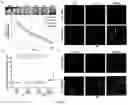 Fig. 04 - USE OF MESENCHYMAL STEM CELLS IN PREPARATION OF FORMULATION FOR PROMOTING FAT TRANSPLANTATION