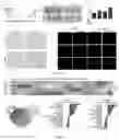 Fig. 08 - USE OF MESENCHYMAL STEM CELLS IN PREPARATION OF FORMULATION FOR PROMOTING FAT TRANSPLANTATION