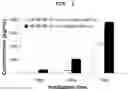 Fig. 03 - PHARMACEUTICAL COMPOSITION FOR PREVENTING OR TREATING LIVER DISEASE,  COMPRISING BIOIMPLANT COMPRISING MESENCHYMAL STEM CELLS