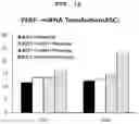 Fig. 25 - PHARMACEUTICAL COMPOSITION FOR PREVENTING OR TREATING LIVER DISEASE,  COMPRISING BIOIMPLANT COMPRISING MESENCHYMAL STEM CELLS