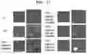 Fig. 33 - PHARMACEUTICAL COMPOSITION FOR PREVENTING OR TREATING LIVER DISEASE,  COMPRISING BIOIMPLANT COMPRISING MESENCHYMAL STEM CELLS