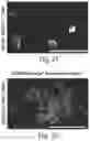 Fig. 06 - HIGHLY FUNCTIONAL MANUFACTURED ABCB5+ MESENCHYMAL STEM CELLS