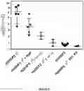 Fig. 04 - Correction of Beta-Thalassemia Phenotype by Genetically Engineered Hematopoietic Stem Cell
