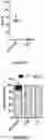 Fig. 11 - Correction of Beta-Thalassemia Phenotype by Genetically Engineered Hematopoietic Stem Cell
