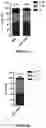 Fig. 13 - Correction of Beta-Thalassemia Phenotype by Genetically Engineered Hematopoietic Stem Cell