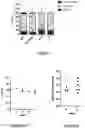 Fig. 15 - Correction of Beta-Thalassemia Phenotype by Genetically Engineered Hematopoietic Stem Cell