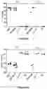 Fig. 17 - Correction of Beta-Thalassemia Phenotype by Genetically Engineered Hematopoietic Stem Cell