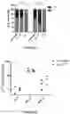 Fig. 19 - Correction of Beta-Thalassemia Phenotype by Genetically Engineered Hematopoietic Stem Cell