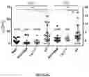 Fig. 20 - Correction of Beta-Thalassemia Phenotype by Genetically Engineered Hematopoietic Stem Cell