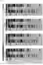 Fig. 03 - DIFFERENTIATION INDUCER CONTAINING NUCLEUS PULPOSUS CELL MASTER REGULATOR TRANSCRIPTION FACTORS, METHOD FOR PRODUCING INDUCED NUCLEUS PULPOSUS CELLS, AND USE OF INDUCED NUCLEUS PULPOSUS CELLS