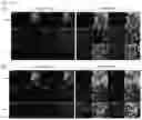Fig. 12 - DIFFERENTIATION INDUCER CONTAINING NUCLEUS PULPOSUS CELL MASTER REGULATOR TRANSCRIPTION FACTORS, METHOD FOR PRODUCING INDUCED NUCLEUS PULPOSUS CELLS, AND USE OF INDUCED NUCLEUS PULPOSUS CELLS