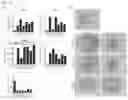 Fig. 15 - DIFFERENTIATION INDUCER CONTAINING NUCLEUS PULPOSUS CELL MASTER REGULATOR TRANSCRIPTION FACTORS, METHOD FOR PRODUCING INDUCED NUCLEUS PULPOSUS CELLS, AND USE OF INDUCED NUCLEUS PULPOSUS CELLS