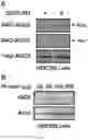 Fig. 07 - COMPOSITIONS AND METHODS OF MODULATING CASOTRANSMITTER SIGNALING