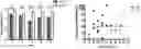 Fig. 01 - Compositions and methods for inhibiting seizures