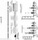 Fig. 24 - Compositions and methods for inhibiting seizures