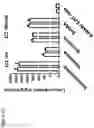 Fig. 60 - COMPOSITIONS COMPRISING BACTERIAL STRAINS