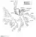 Fig. 08 - Bacteriotherapy