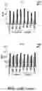 Fig. 21 - MEDICINAL VAGINAL LACTOBACILLUS COCKTAIL