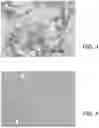 Fig. 04 - WATER-SOLUBLE LIPOPHILIC SUBSTANCES AND METHODS OF MAKING SAME